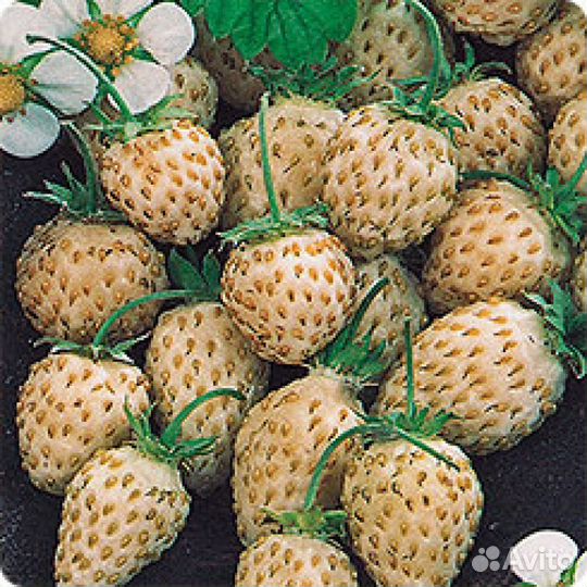 Земляника: 2 сорта