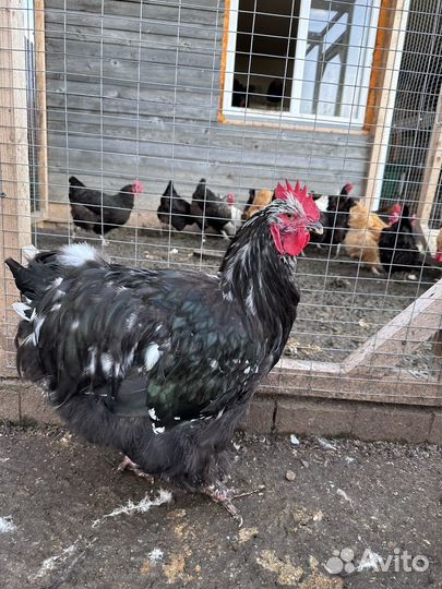 Молодые петушки орпингтоны