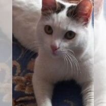 Австралийский мист, взрослый кот