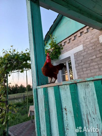 Индоутки и петухи бентамки