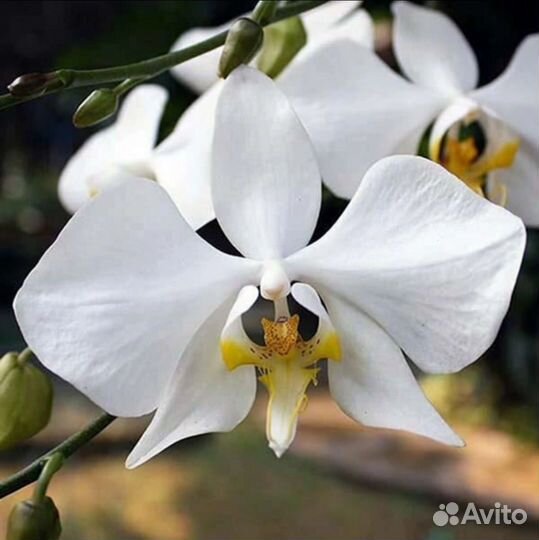 Орхидея Amabilis