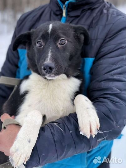 Щенок в дар