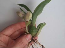 Орхидея прометея