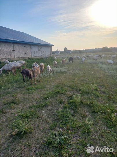 Зааненские, альпийские козы