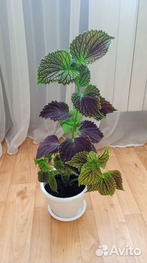 Цветы для души