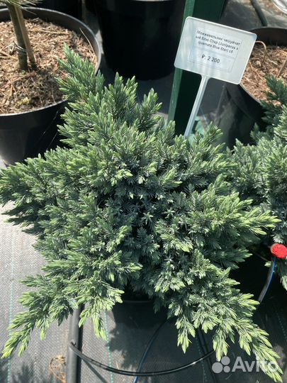 Можжевельник чешуйчатый блю стар