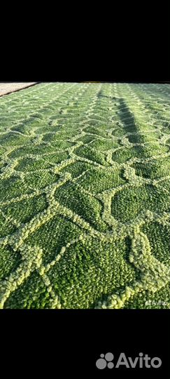 Ковры и паласы бу