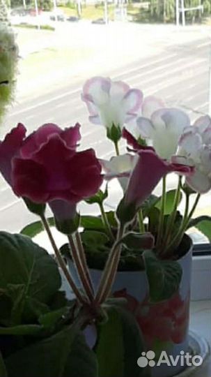 Цветы глоксиния бардовая