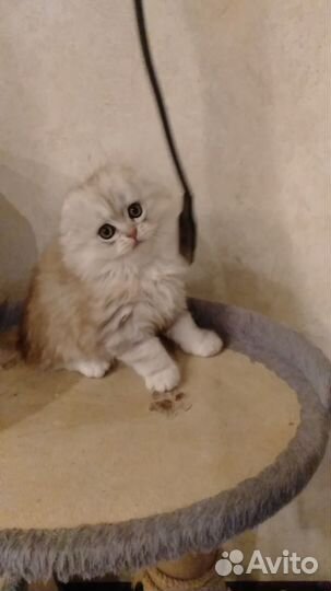 Шотландский хайленд фолд мальчик