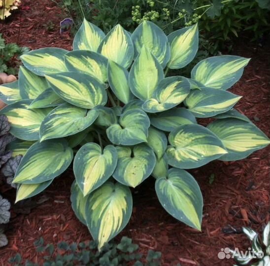 Коллекционные хосты