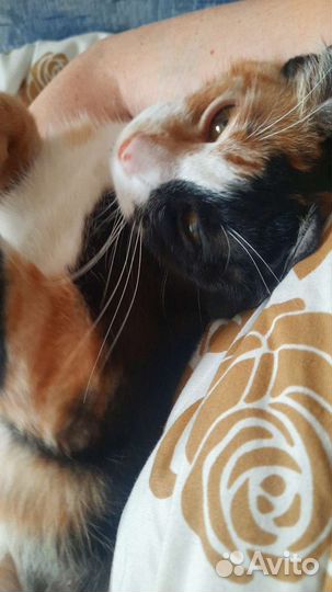 Кошка в добрые руки