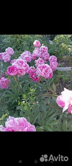 Пионы саженцы