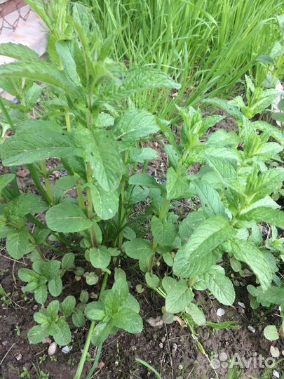 Мята шоколадная рассада и срезка