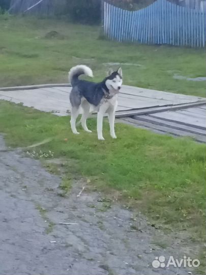 Собаки хаски