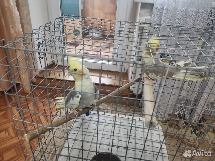 Попугай корелла