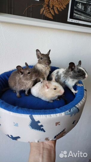 Дегу малыши продаются