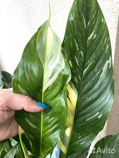 Спатифиллум