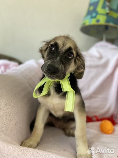 Отдам в добрые руки