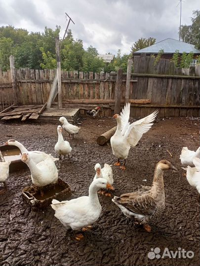 Домашние животные и птица