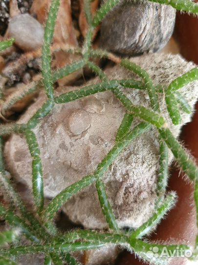 Древесный кактус рипсалис