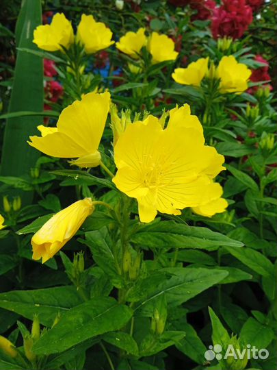 Энотера желтая