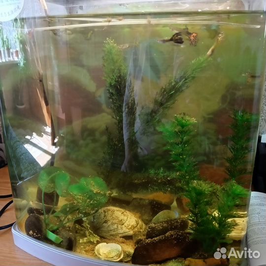 Аквариумные рыбки гуппи