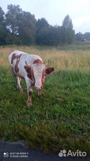 Быки на мясо или живым весом