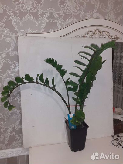 Замиокулькас