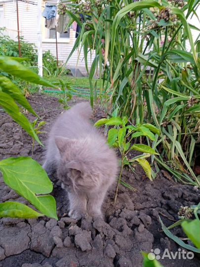 Котенок