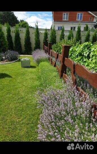 Кусты лаванды