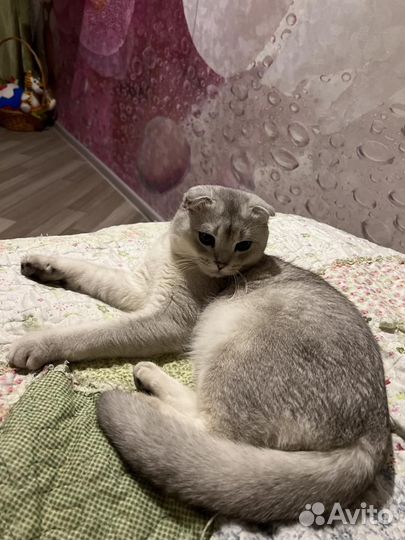 Шотландский кот на вязку