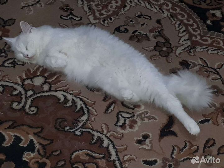 Кошка в дар бесплатно