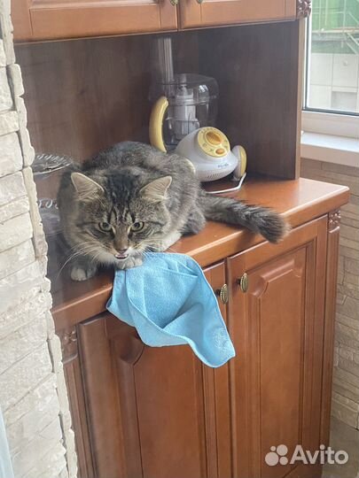 Котик ищет дом