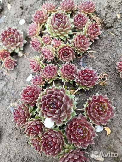 Мини каменная роза