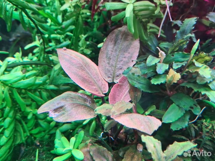 Аквариумные растения