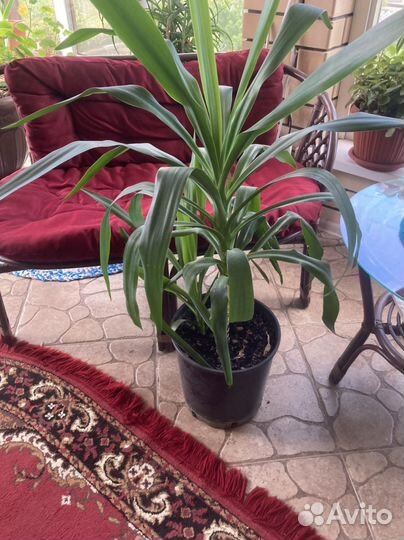 Комнатные растения