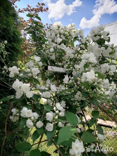 Жасмин (махровый) чубушник