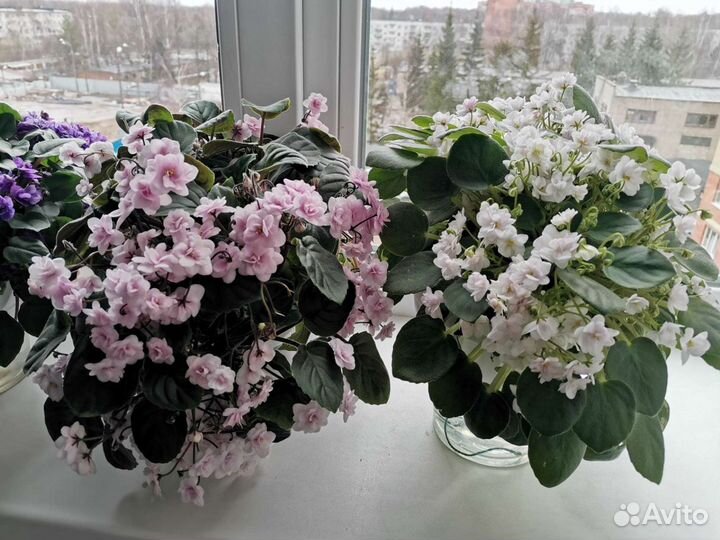 Фиалки трейлеры