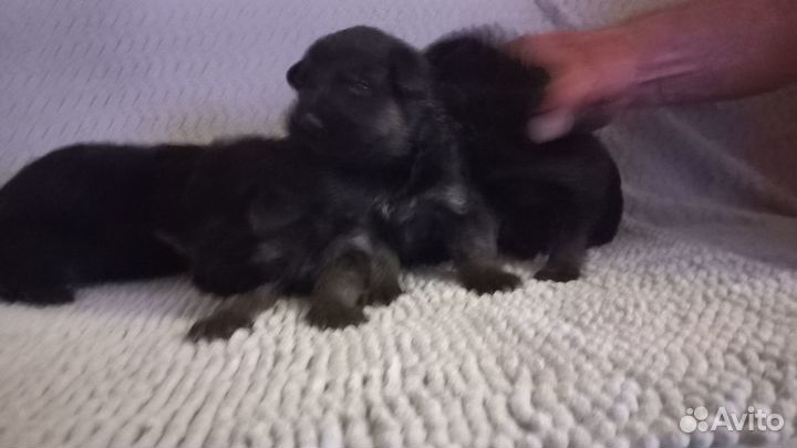 Щенки немецкой овчарки. Чистокровные