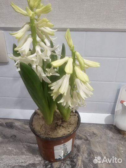 Гиацинт в горшке