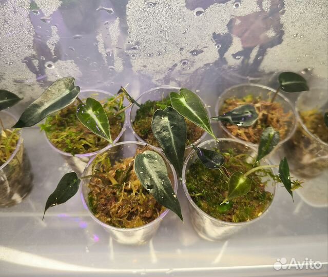 Алоказия бамбино