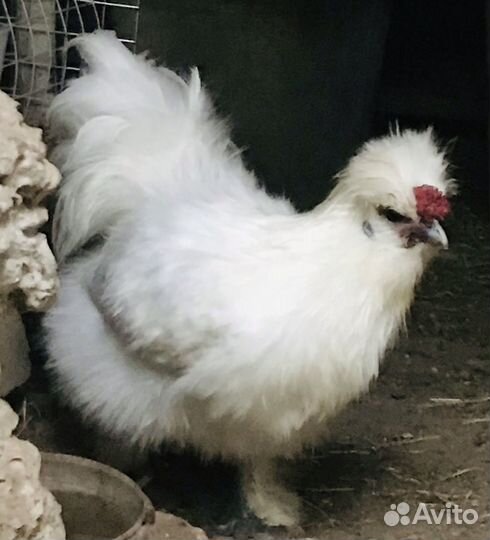 Петух китайский шелковый