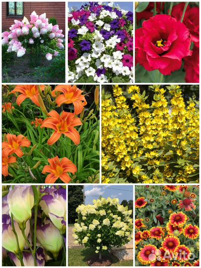 Цветы для сада