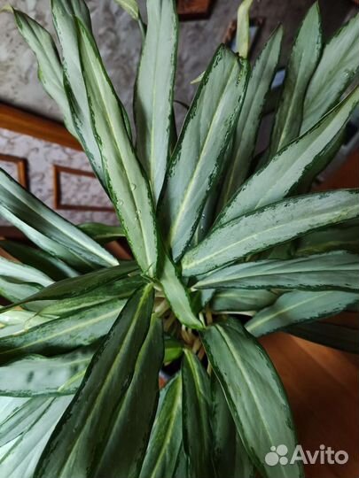 Аглаонема белое копьё