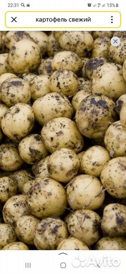 Продам картофель