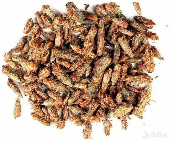 Почки сосны