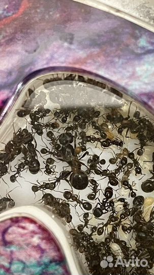 Муравьиная ферма с муравьями + все что нужно