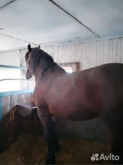 Продаётся жеребец