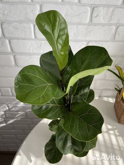 Фикус лирата бамбино