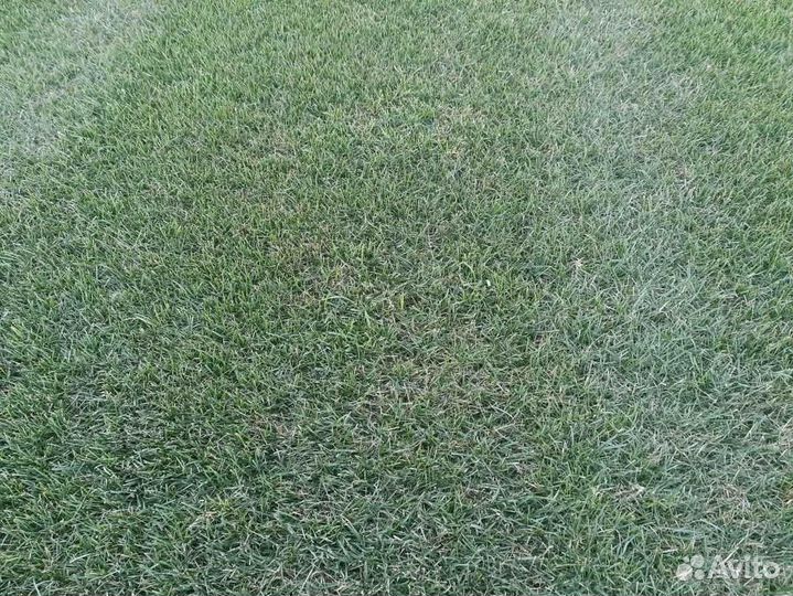 Укладка и продажа рулонного газона